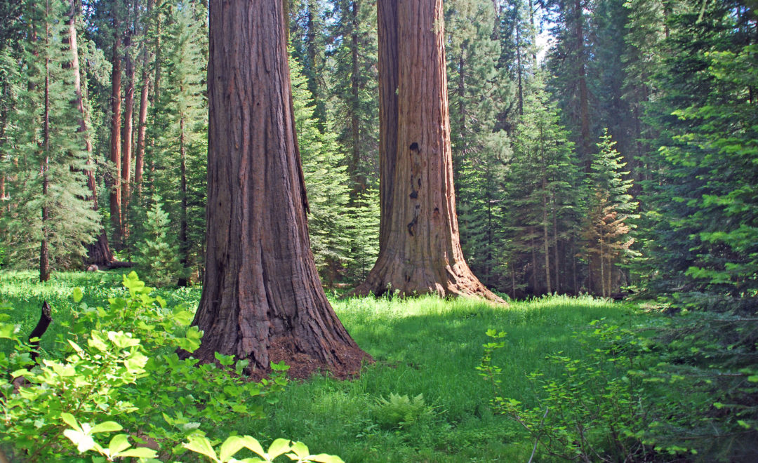 Sequoia Kings Canyon USA